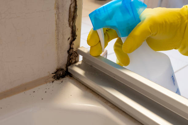 Office Mold Removal Services in Mountain Brook, AL