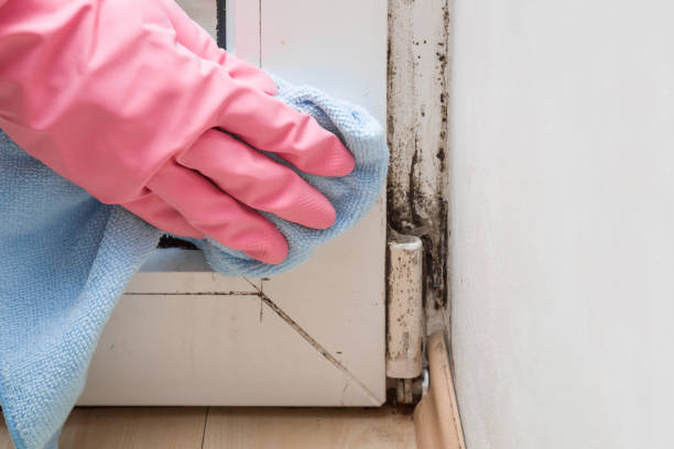 Attic Mold Removal in Mountain Brook, AL