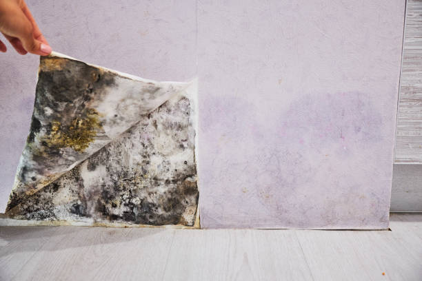 Best Attic Mold Removal  in Mountain Brook, AL